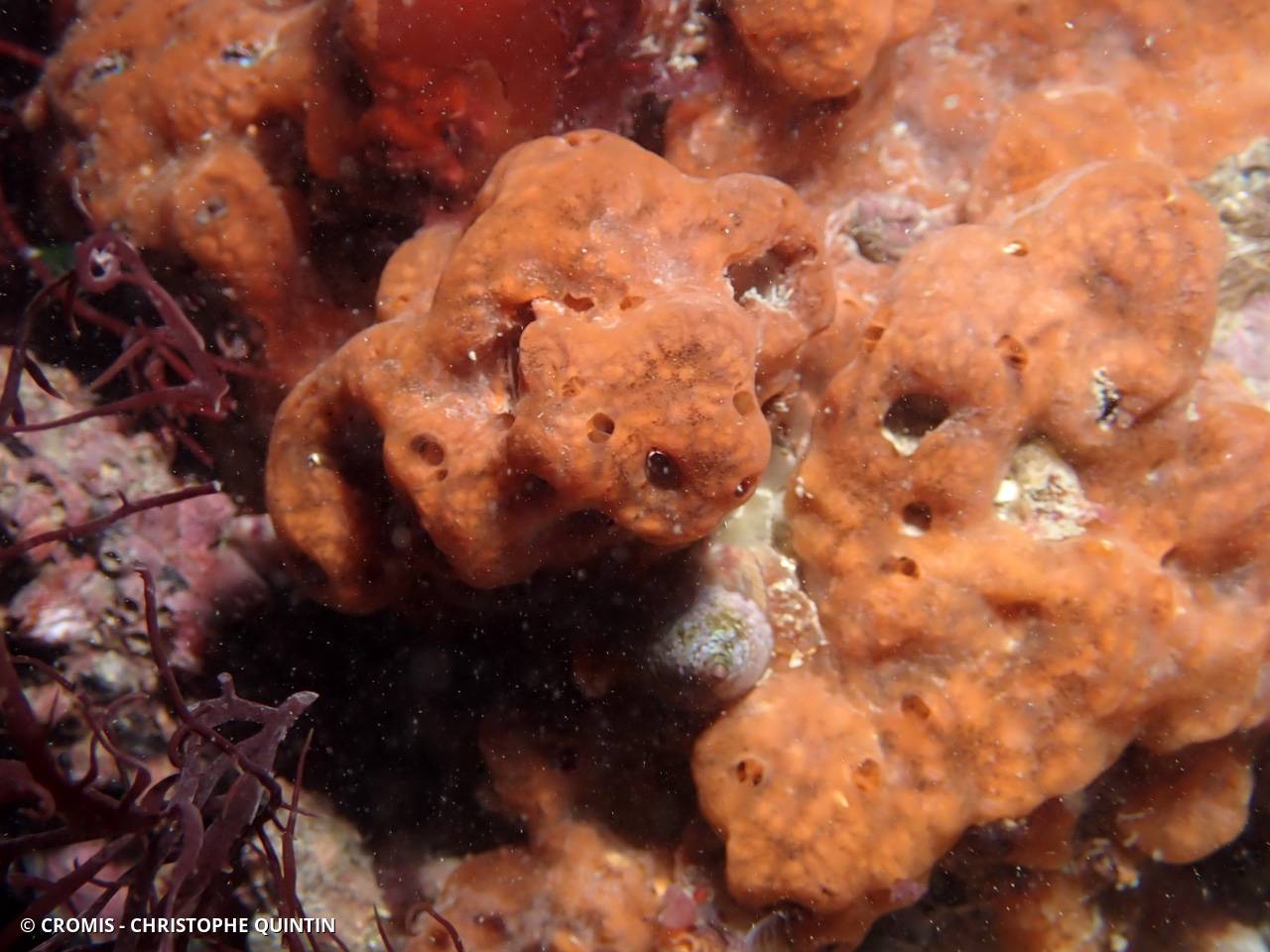 Clathria veinée