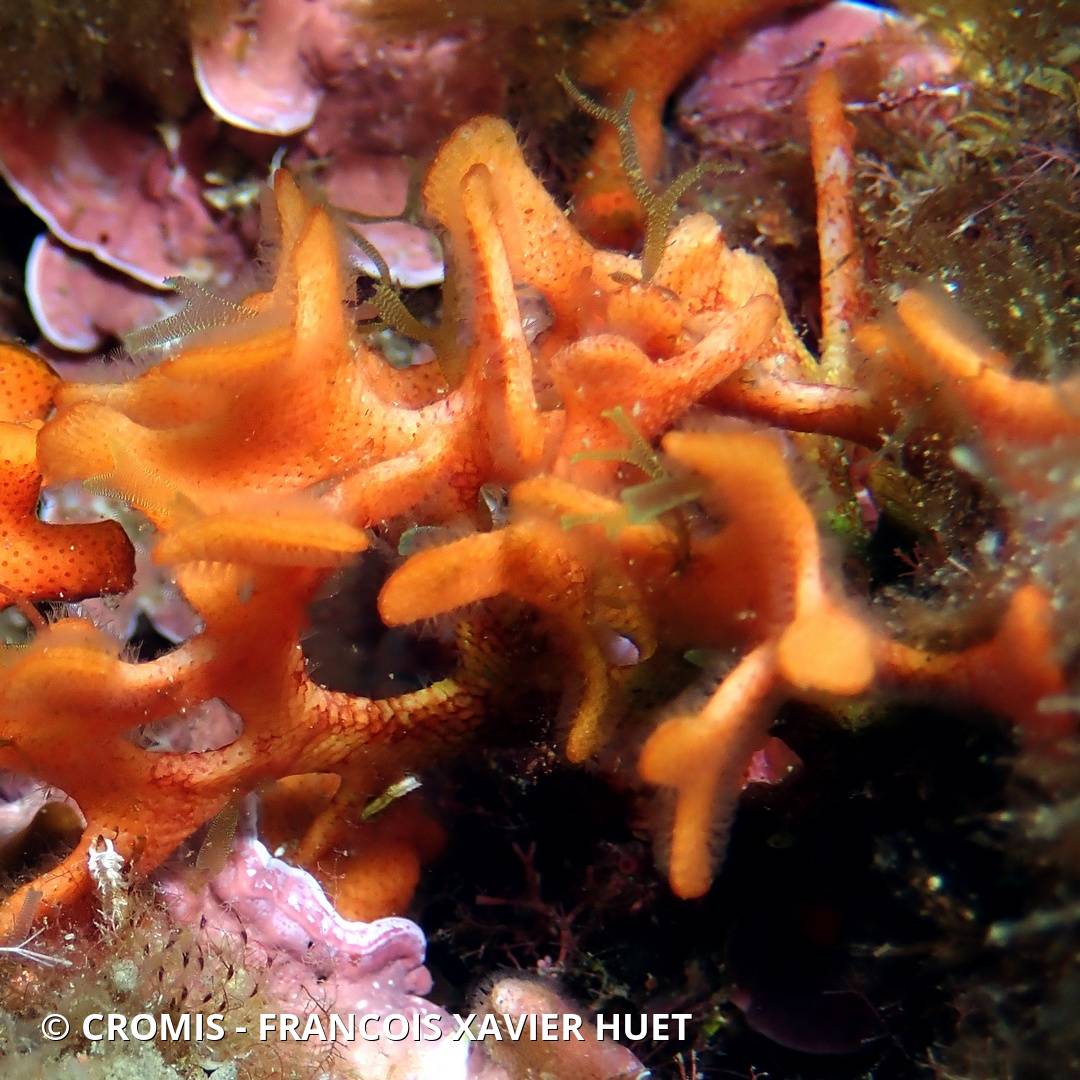 Bryozoaire bois de cerf