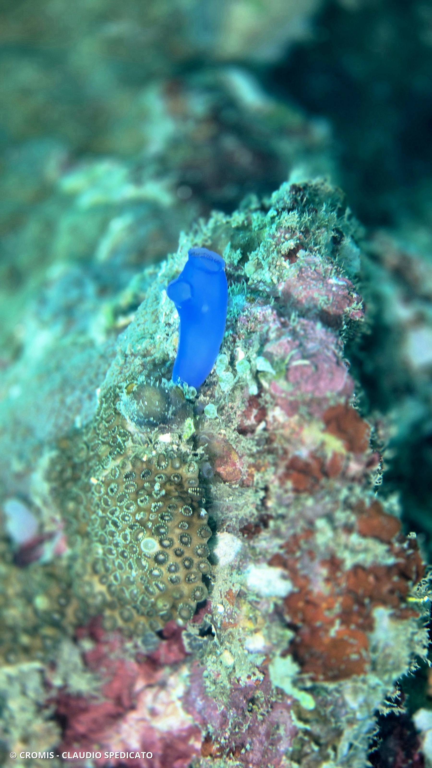 Ascidie translucide