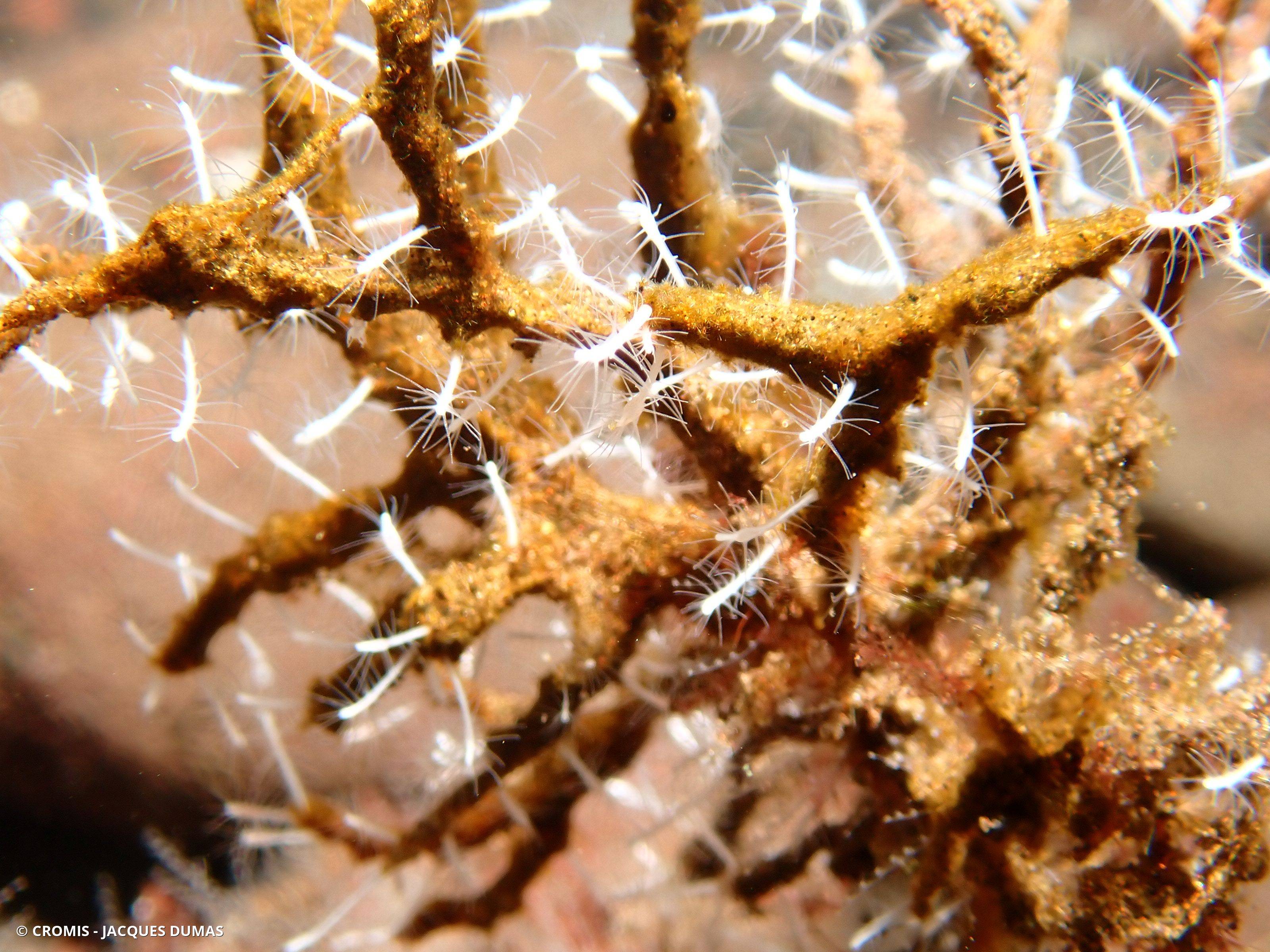 Corydendrium parasite