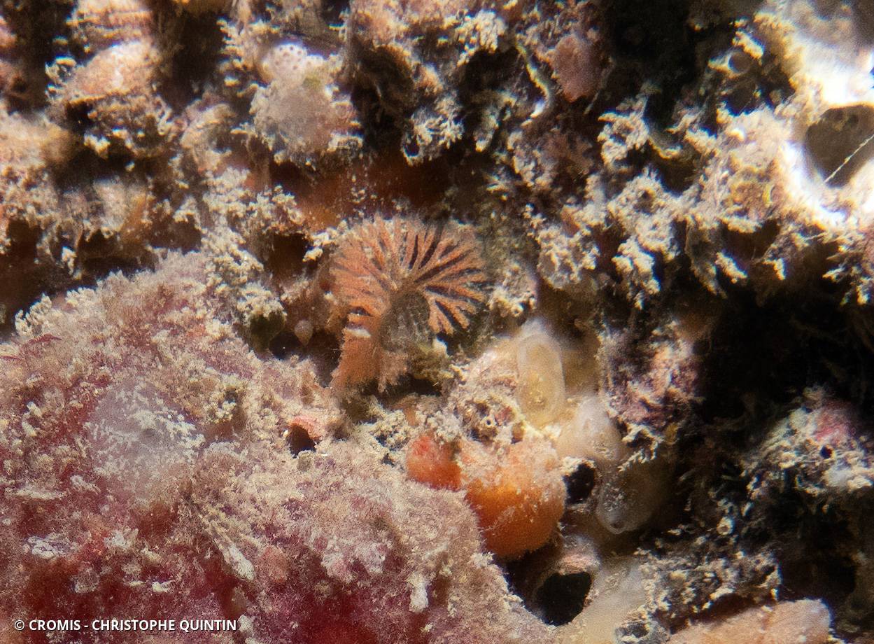 Bryozoaire à fouet