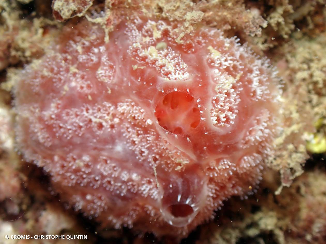 Fraise de mer