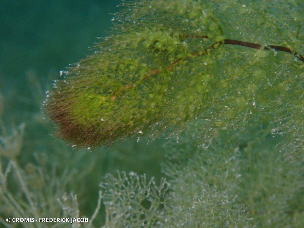 Utriculaire vulgaire