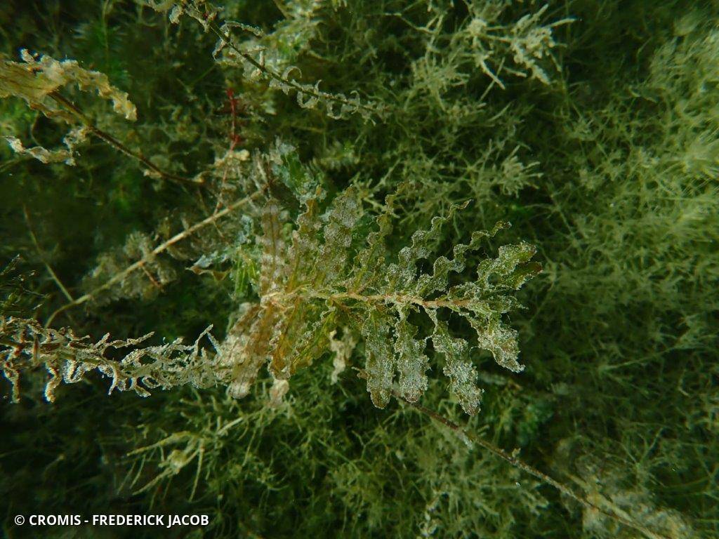 Potamot crépu