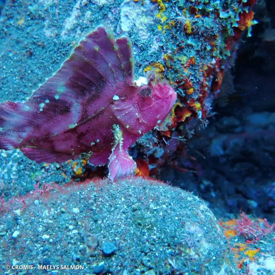 Poisson-scorpion feuille