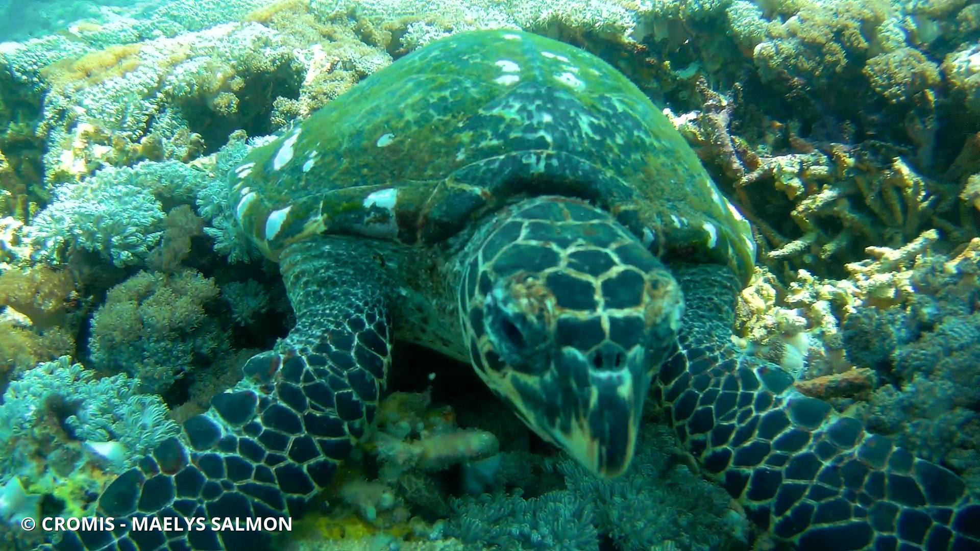 Tortue imbriquée