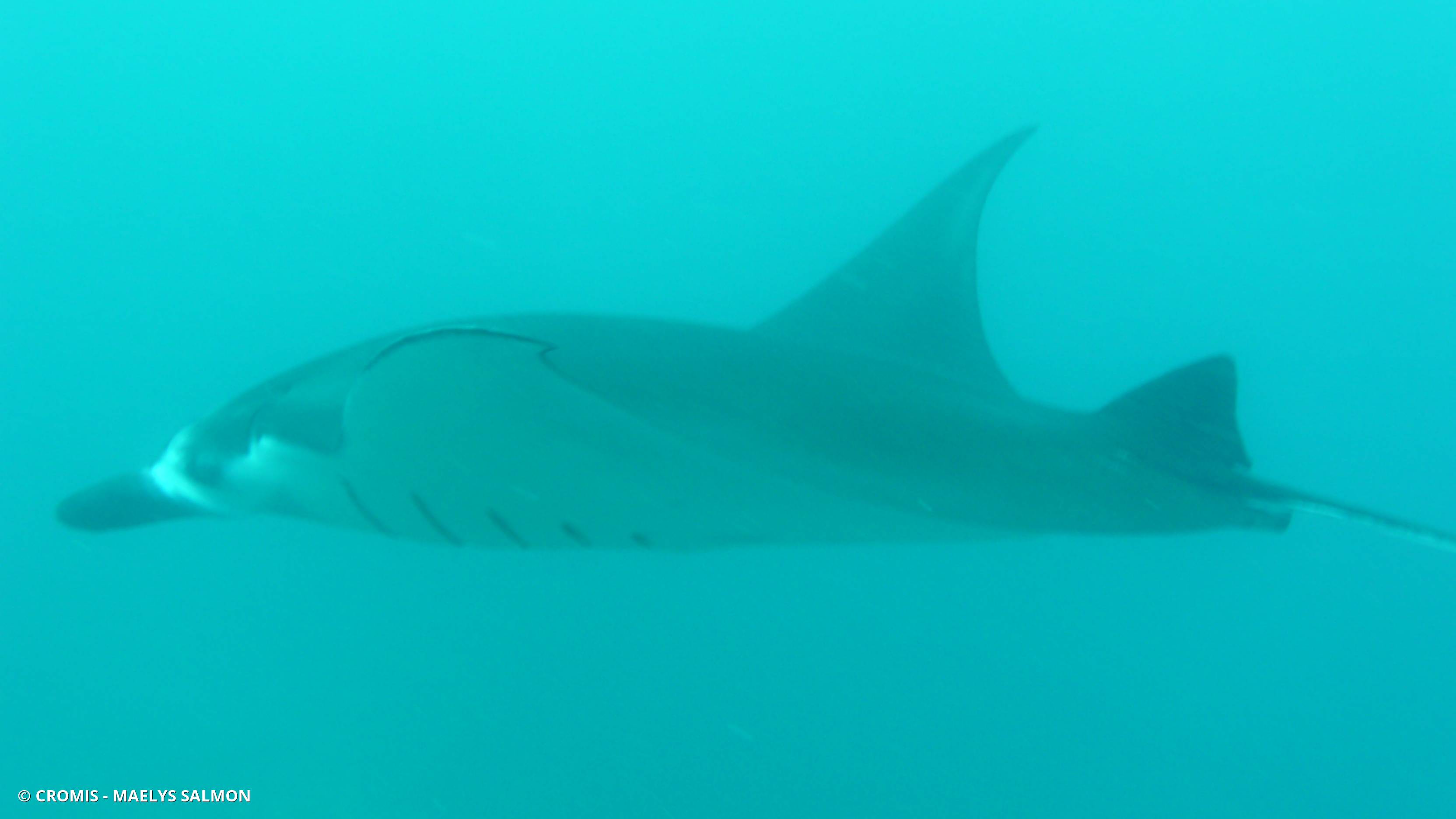 Manta des récifs