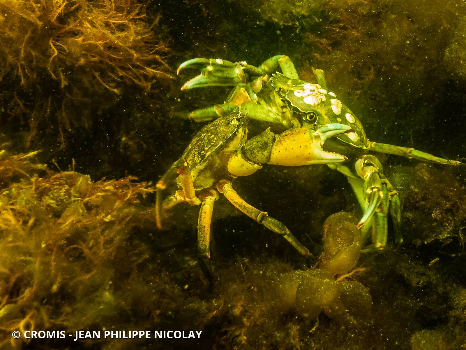 Crabe vert