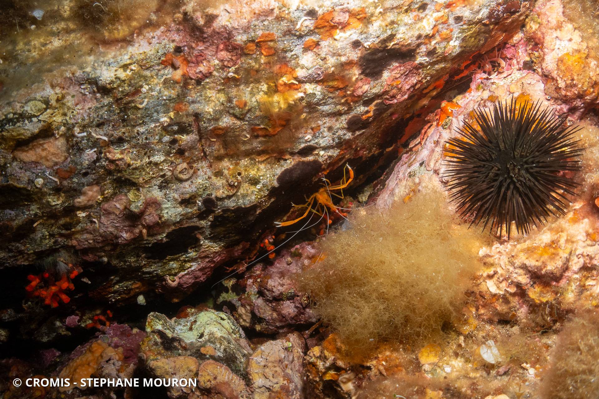 Crevette cavernicole jaune
