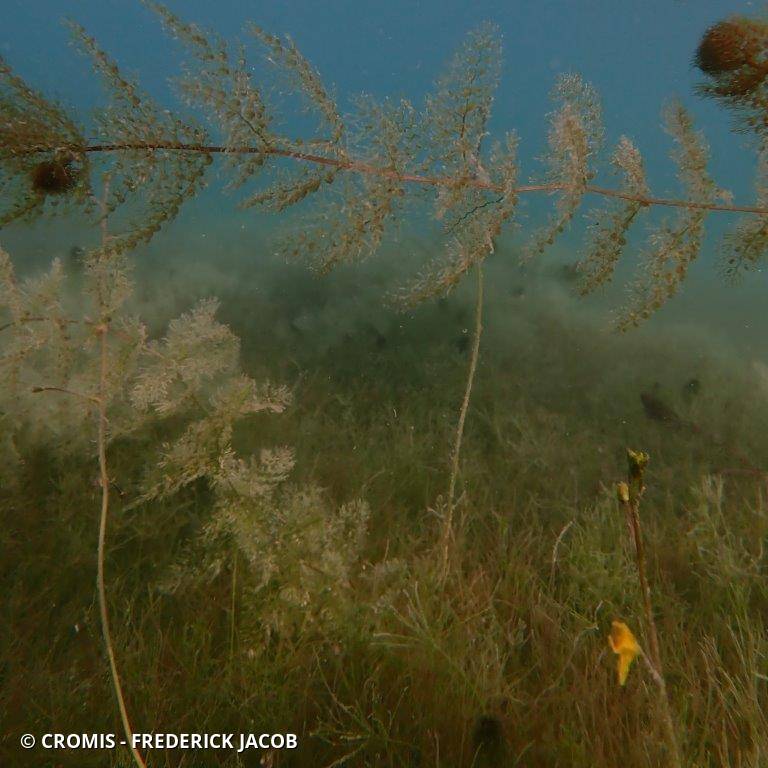 Utriculaire vulgaire