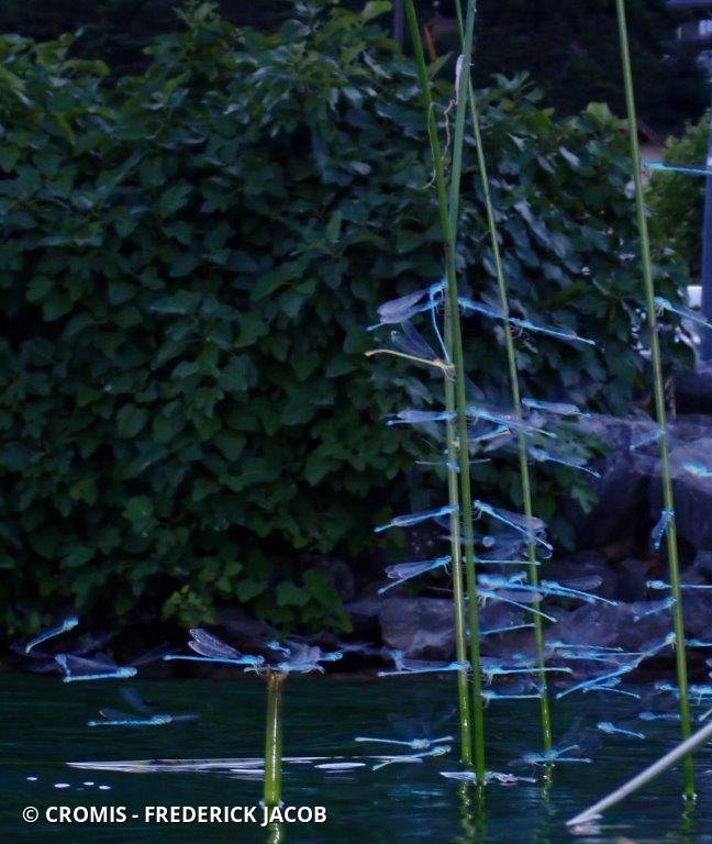 Agrion à larges pattes