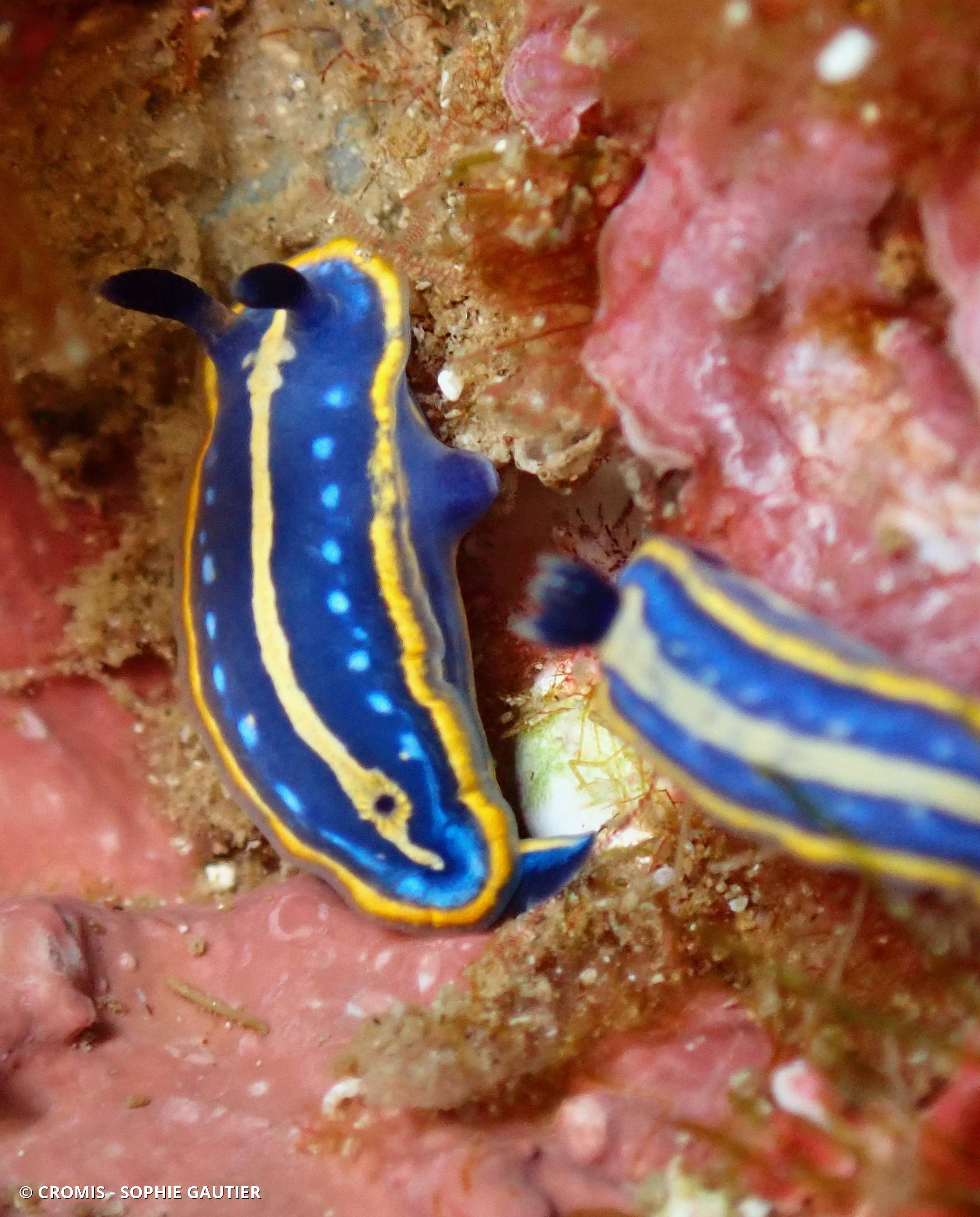 Doris tricolore