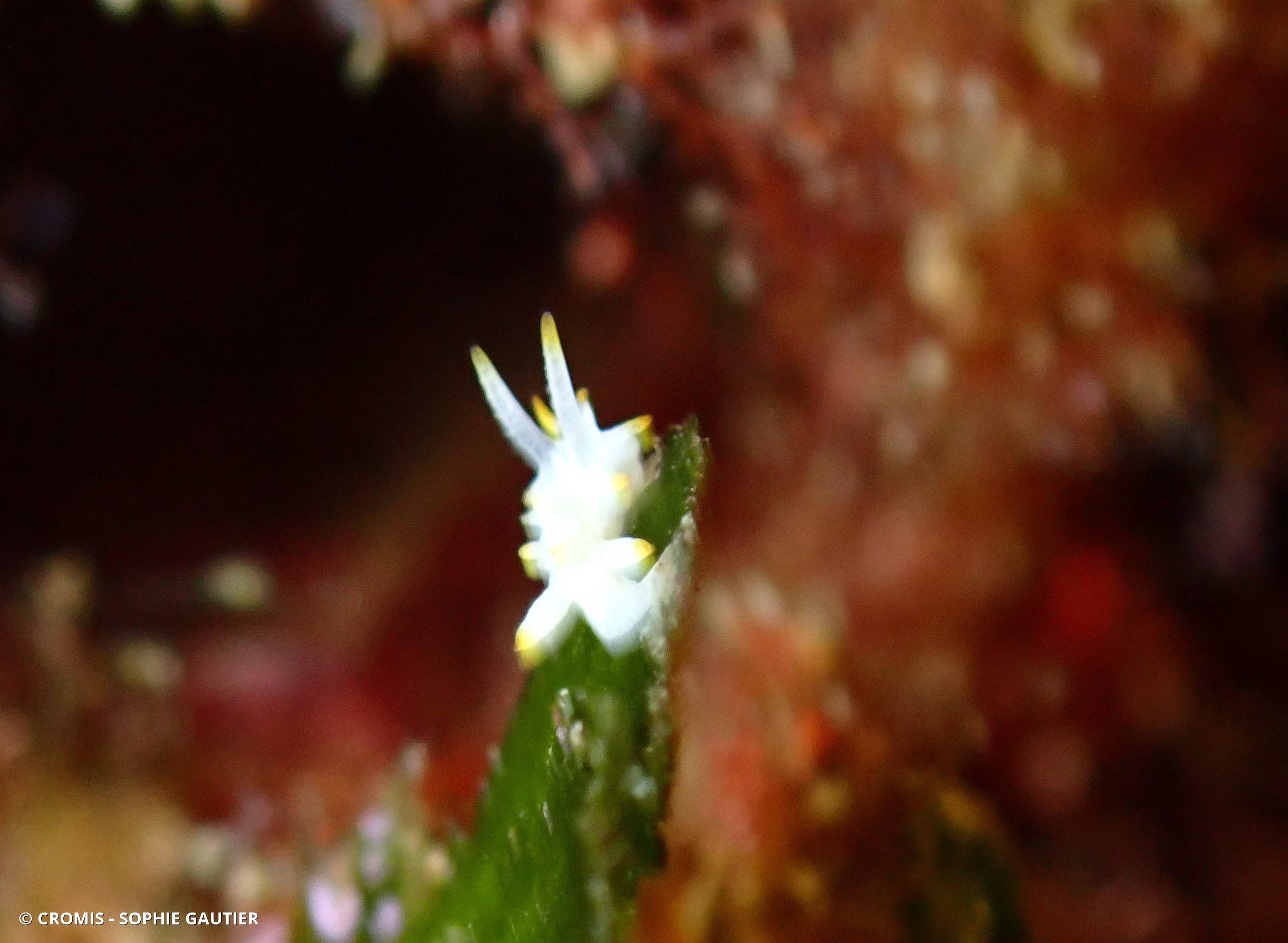 Petite doris de Pico