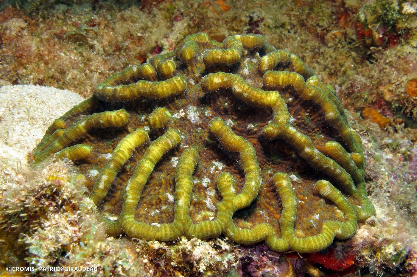Corail cactus à bosses