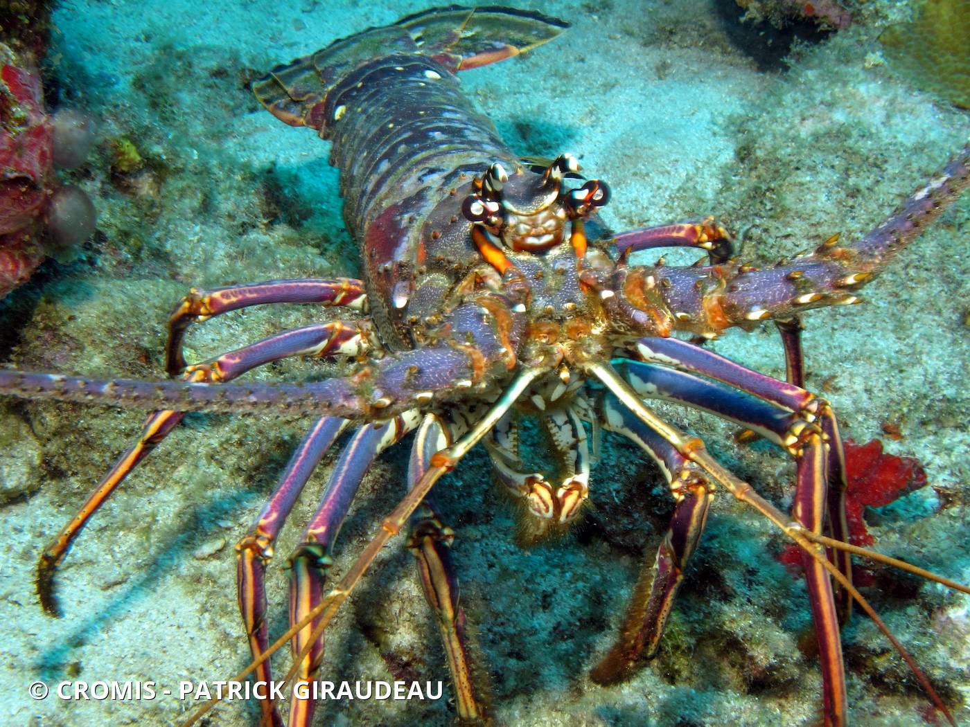Langouste des Caraïbes
