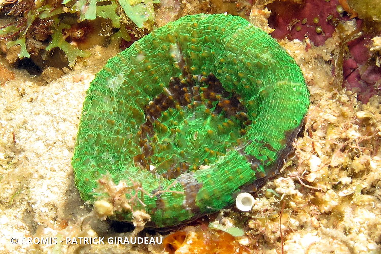 Corail coeur d'artichaut