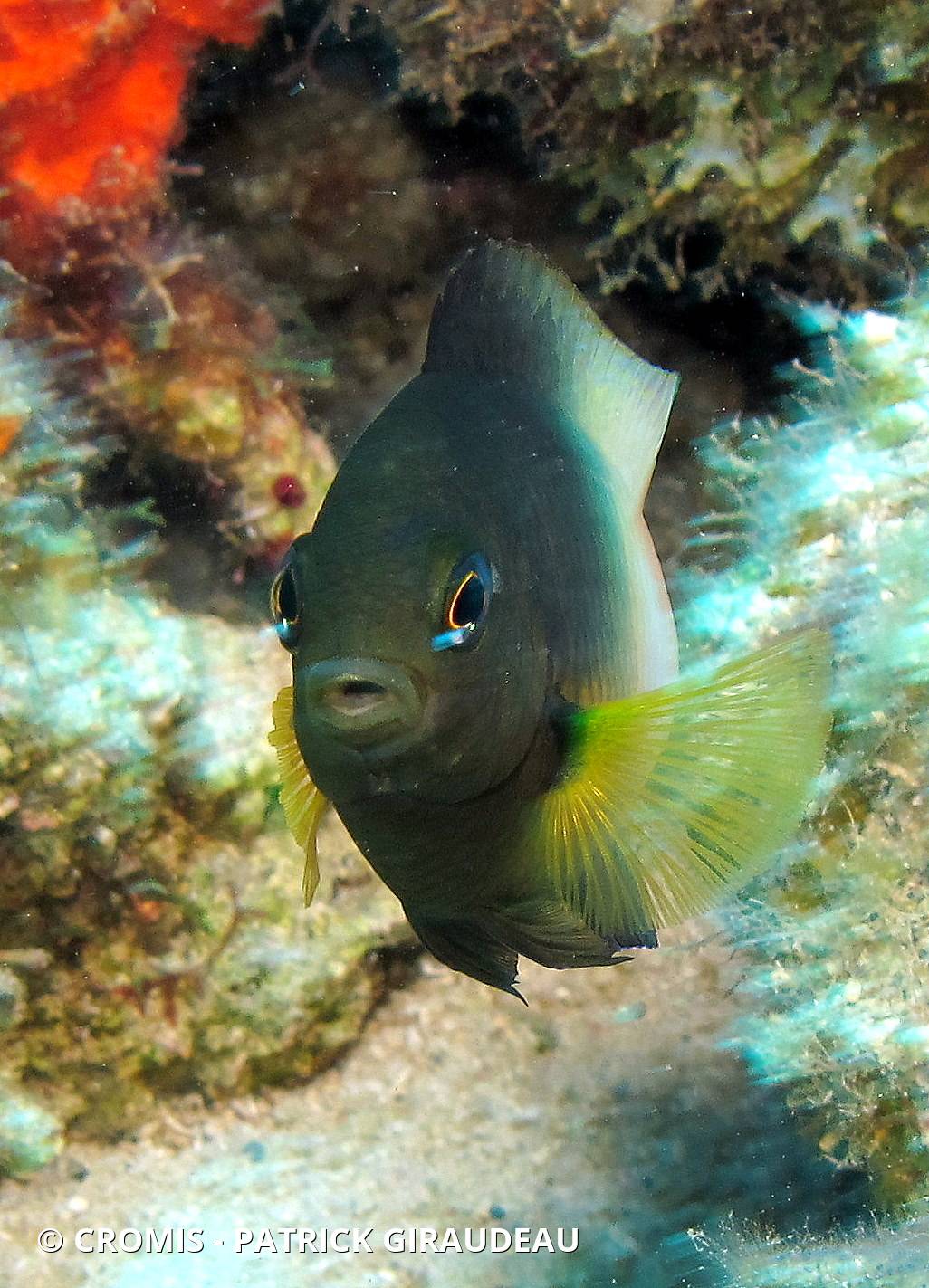 Demoiselle bicolore de l'Atlantique