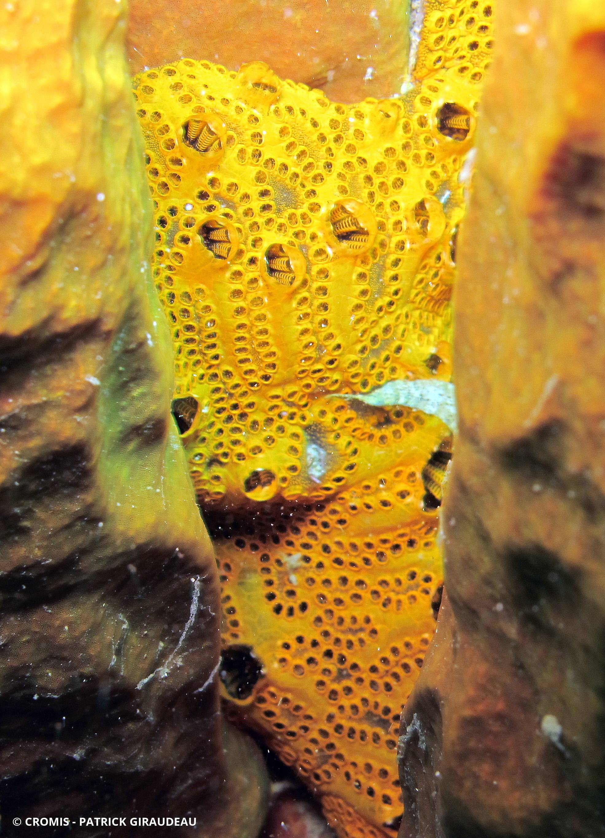 Botryllus planus