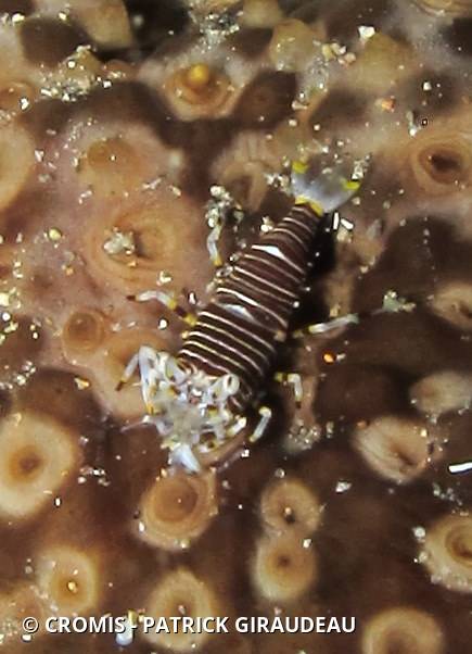 Crevette bourdon