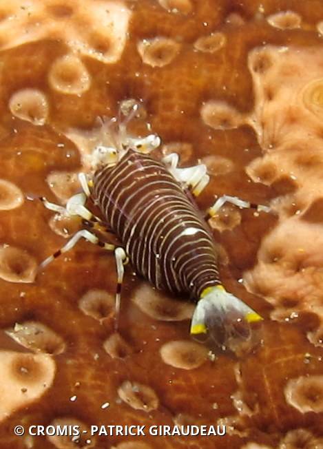 Crevette bourdon