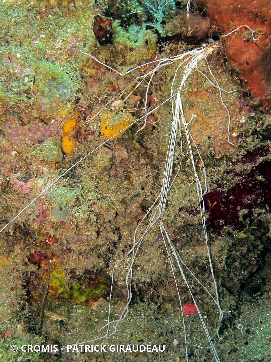 Ver spaghetti des Caraïbes