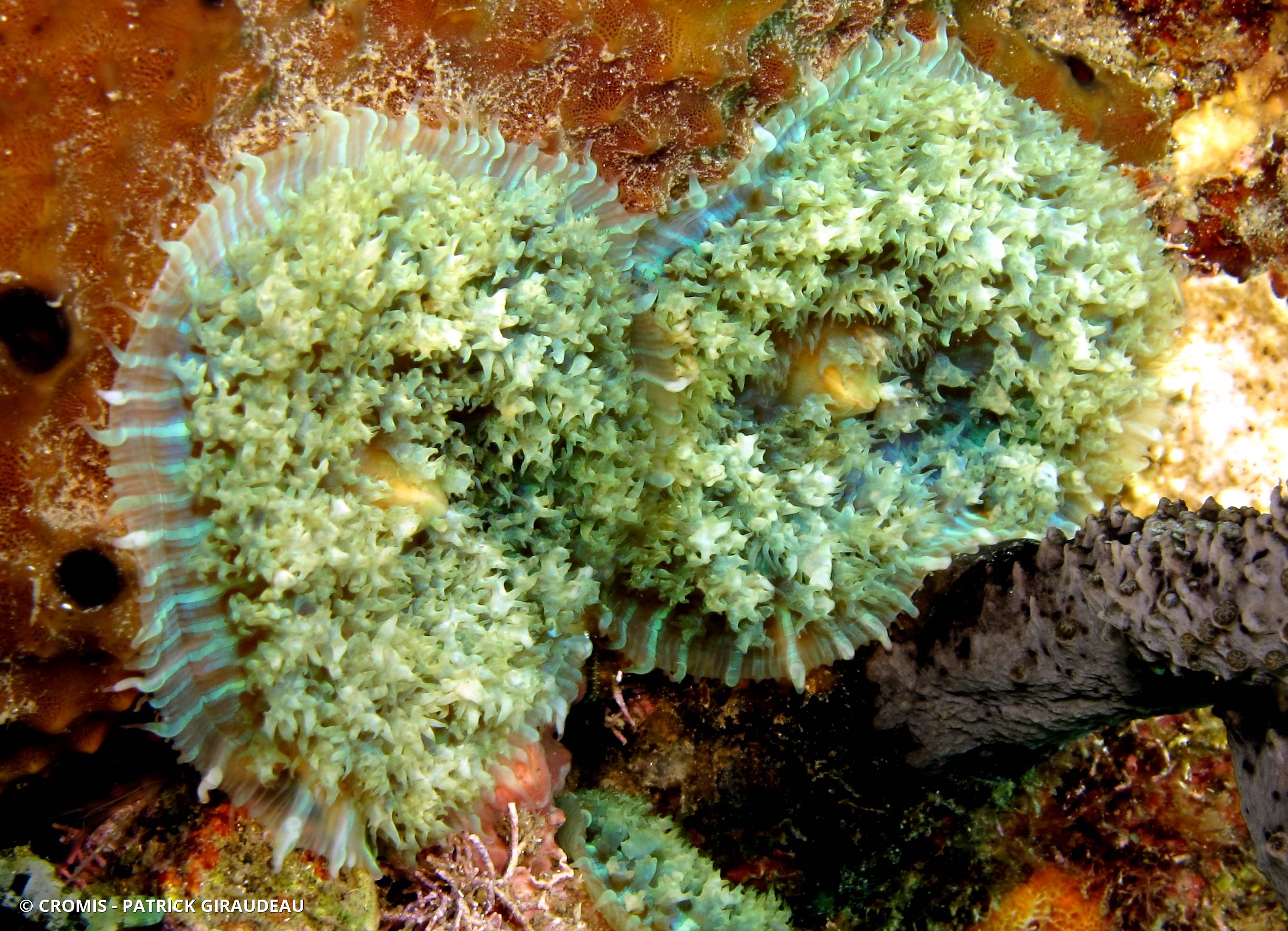 Corallimorphaire verruqueux