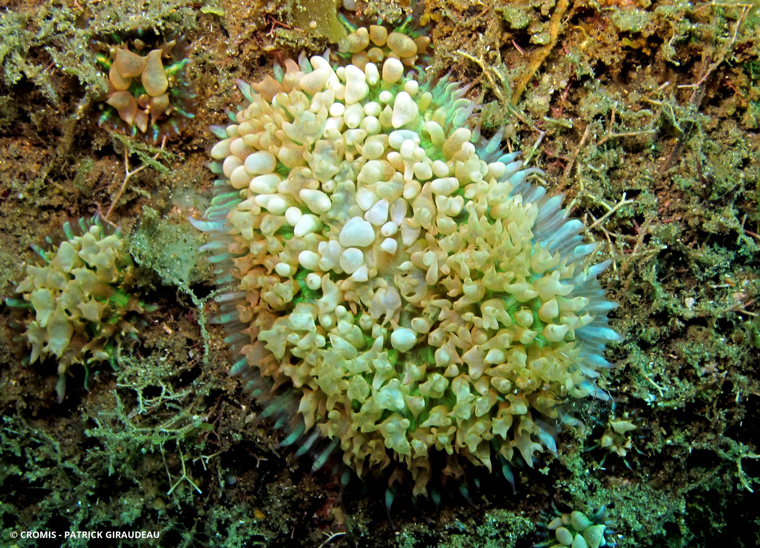 Corallimorphaire verruqueux