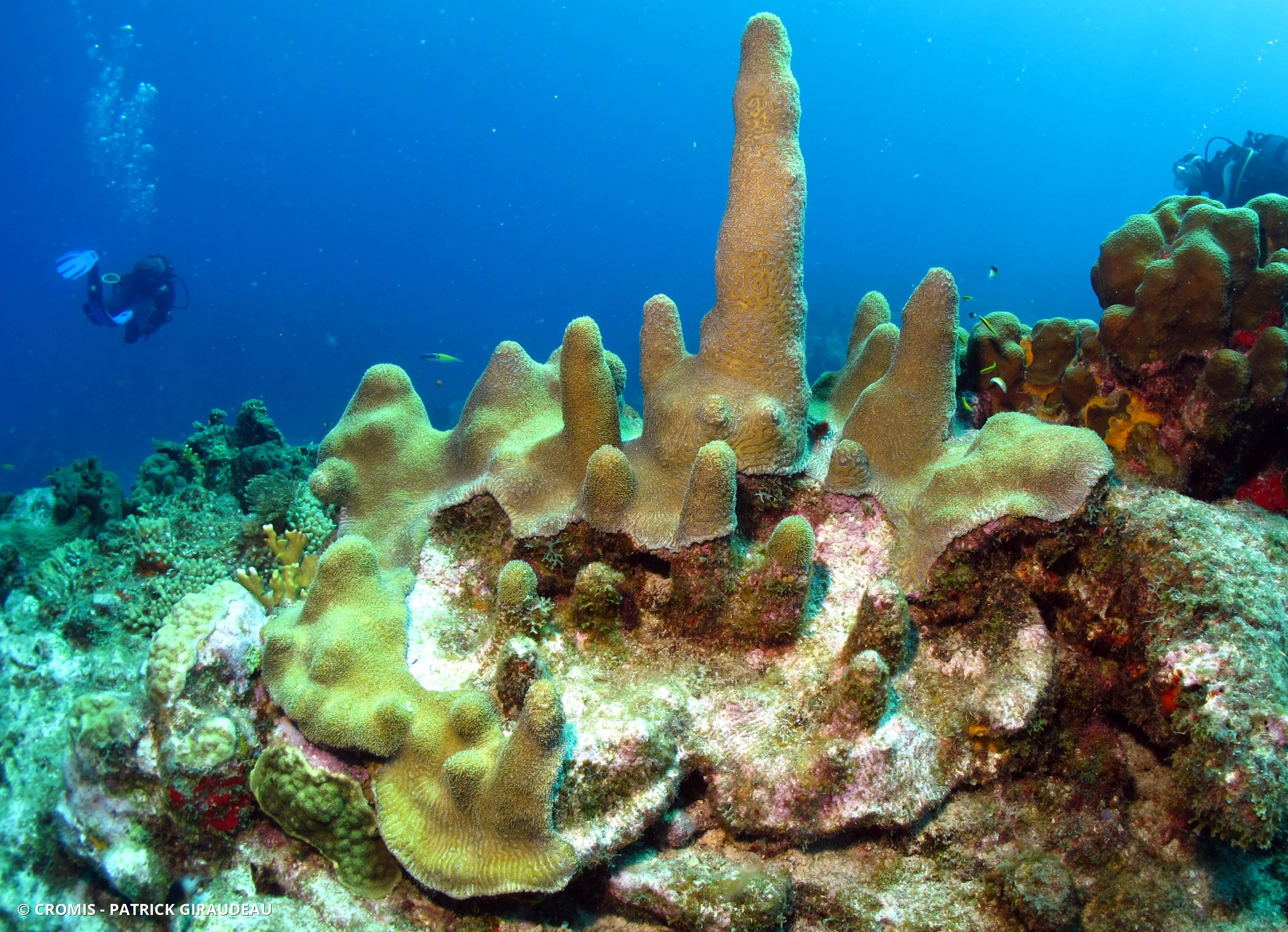 Corail cierge