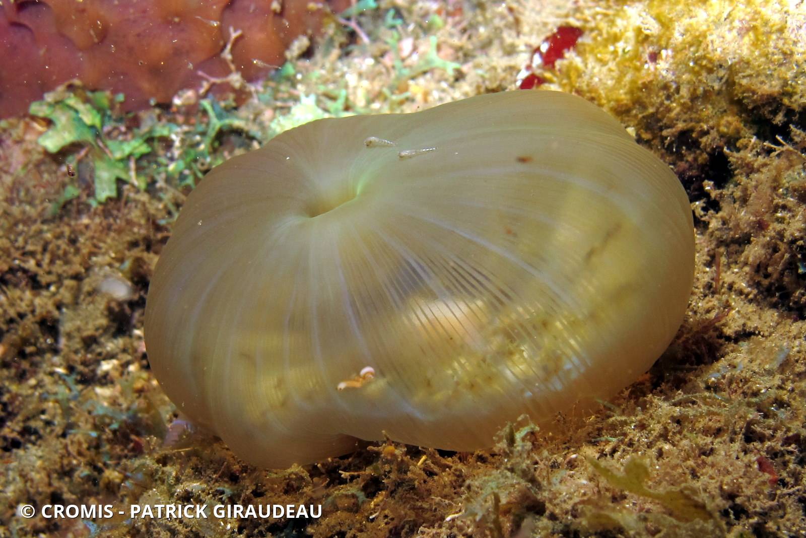 Corallimorphaire verruqueux