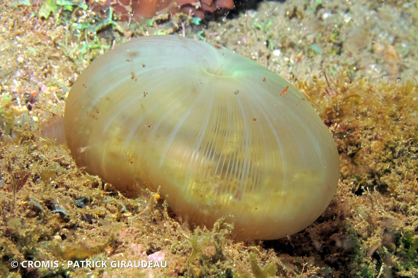 Corallimorphaire verruqueux