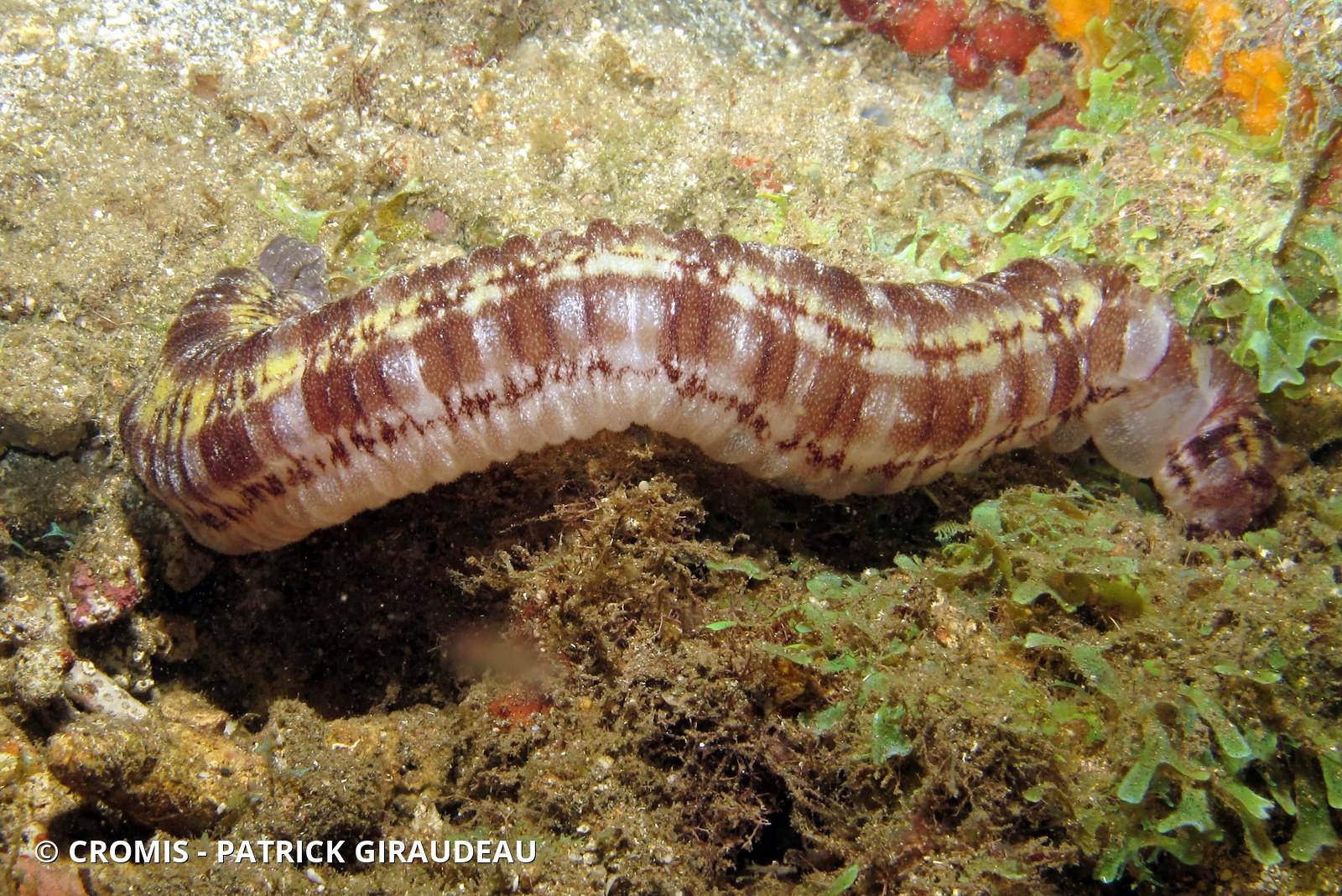 Holothurie serpent collante antillaise