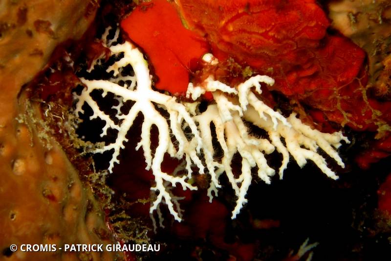 Corail dentelle rose