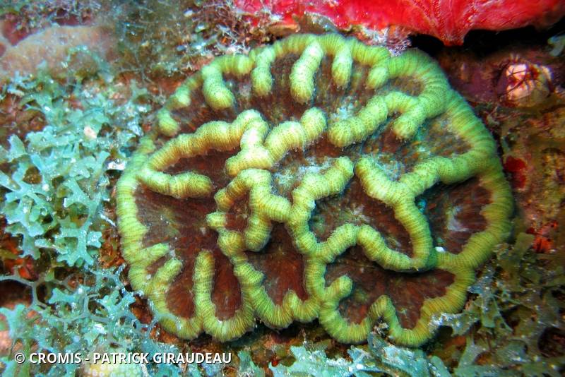 Corail cactus à bosses
