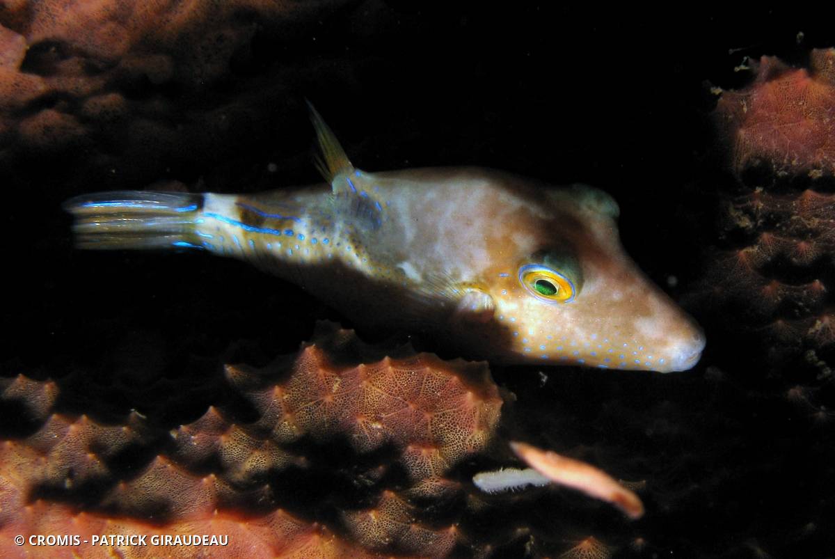 Canthigaster des Caraïbes