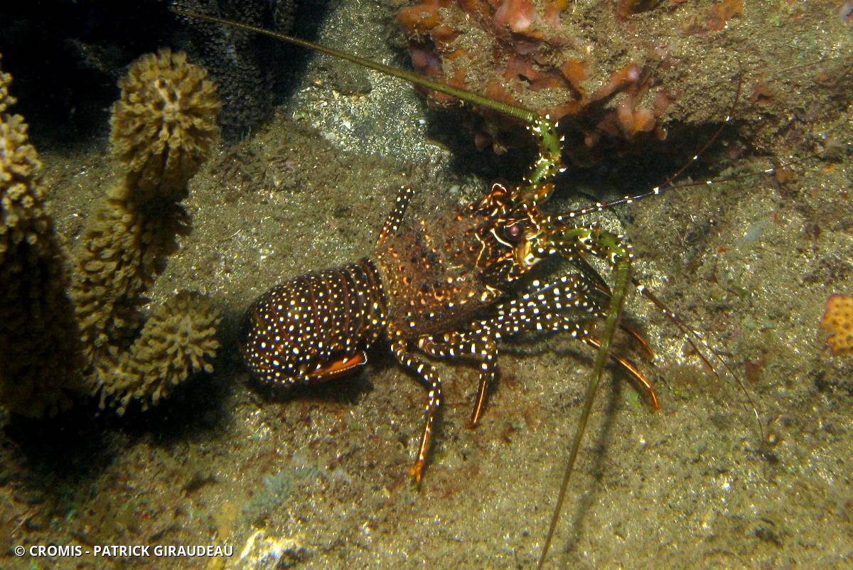 Langouste tachetée