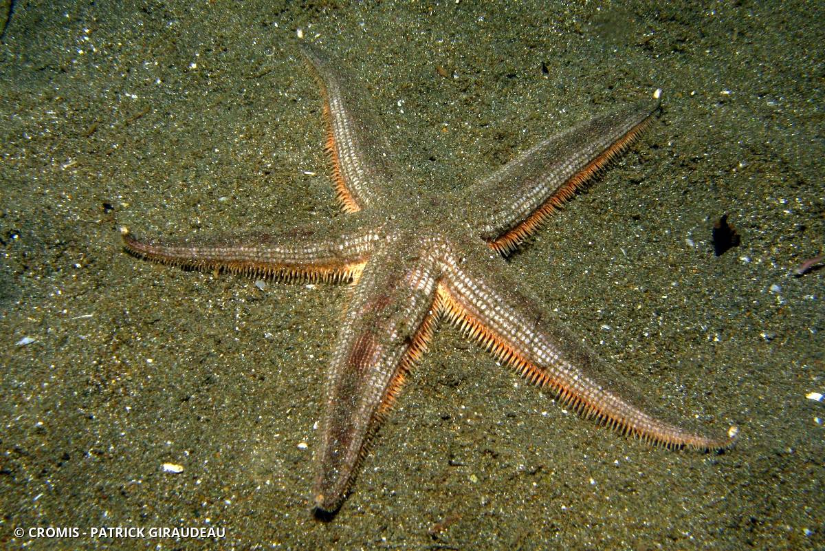 Etoile peigne des Caraïbes