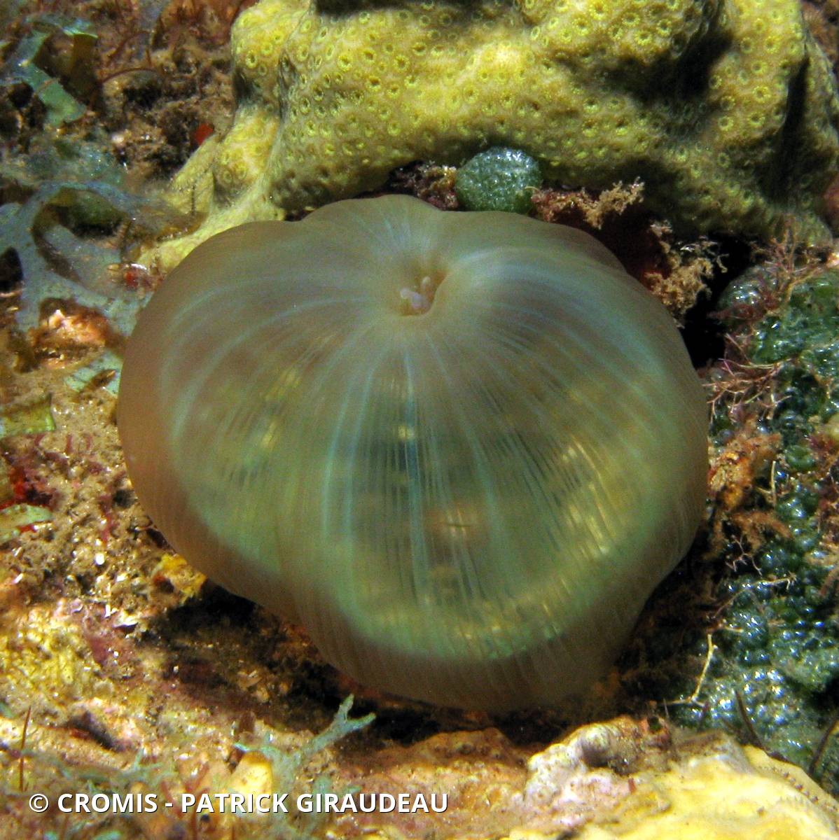 Corallimorphaire verruqueux