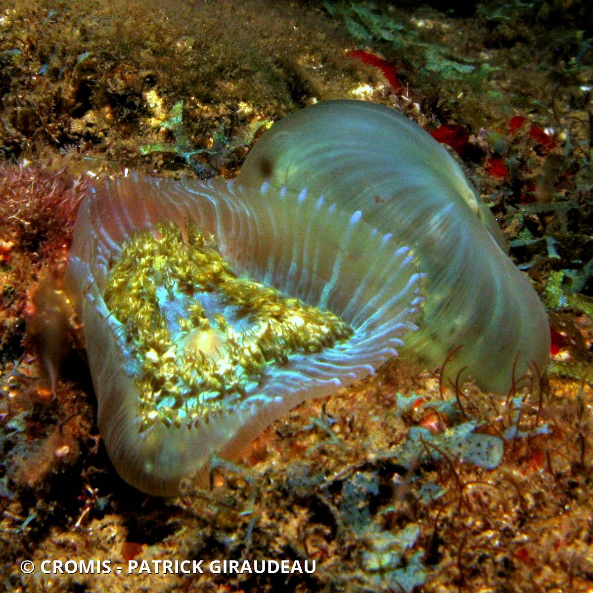 Corallimorphaire verruqueux
