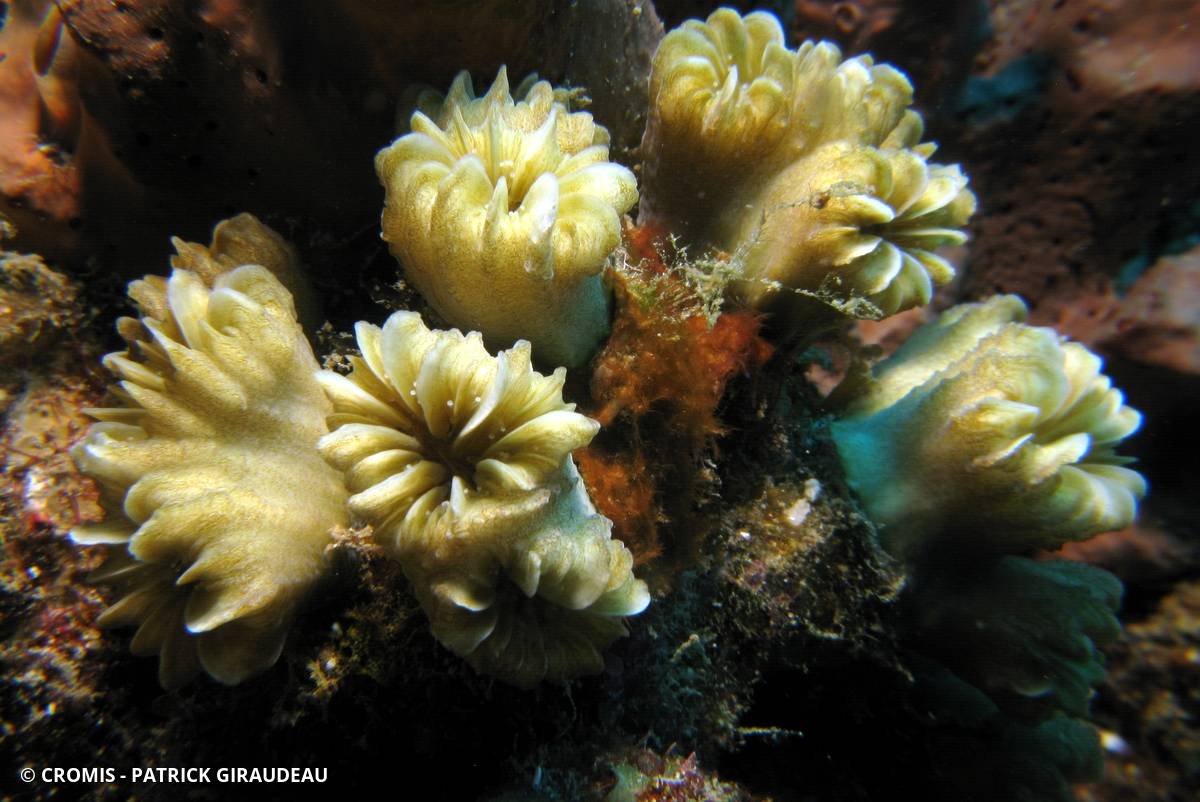 Corail fleur doux