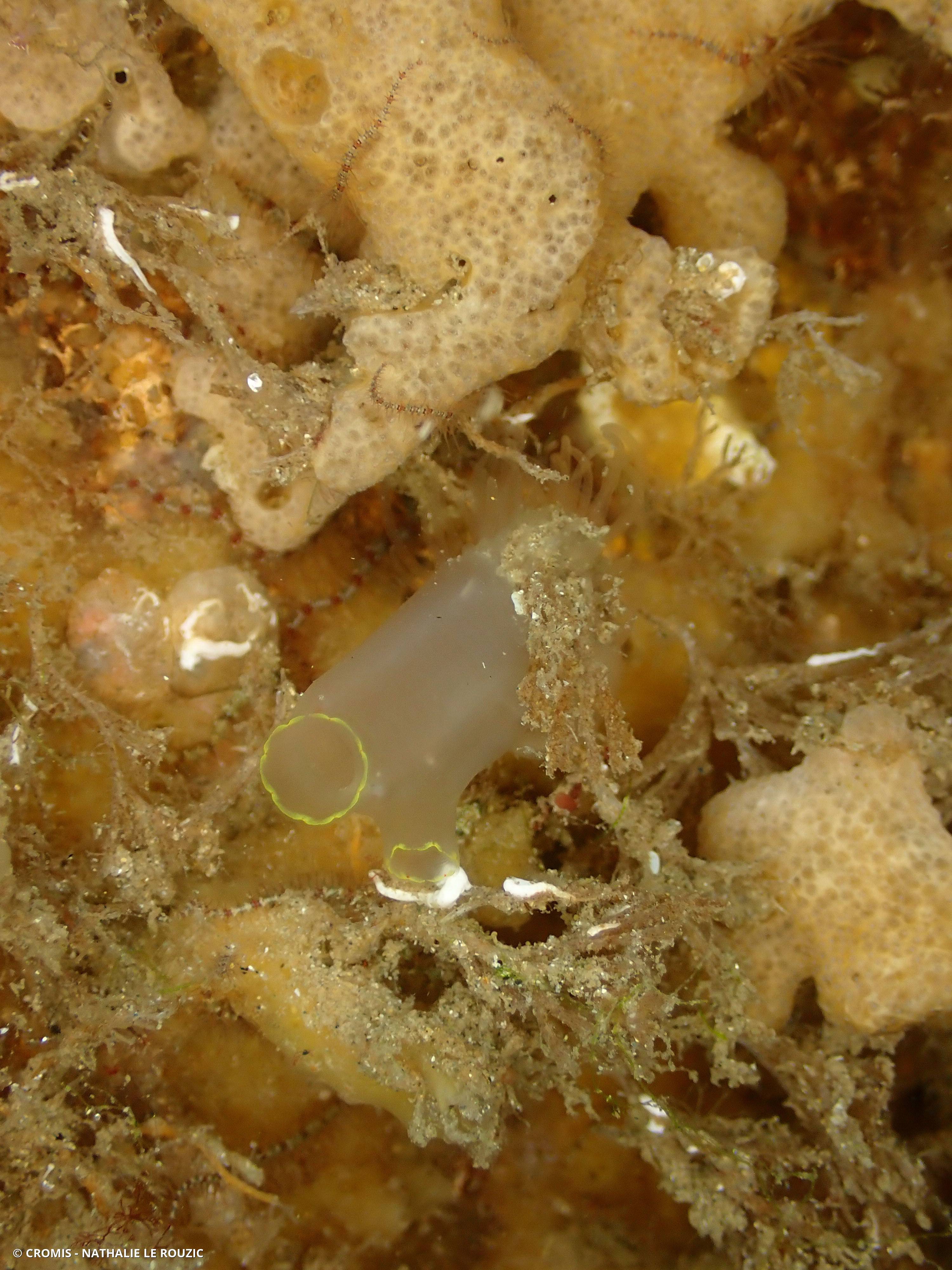 Cione intestinale