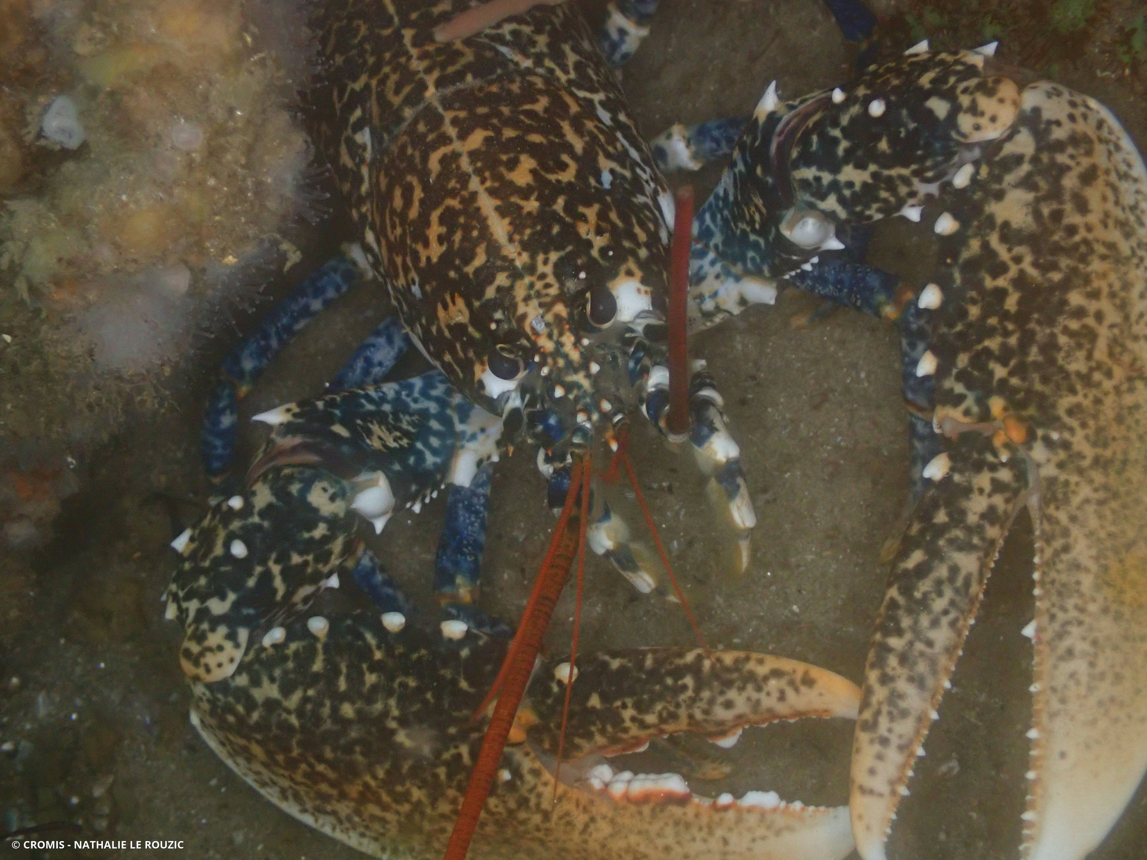 Homard européen