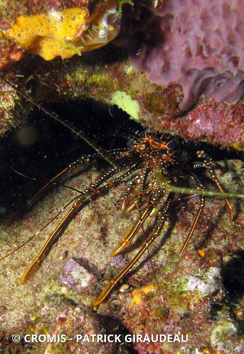 Langouste tachetée