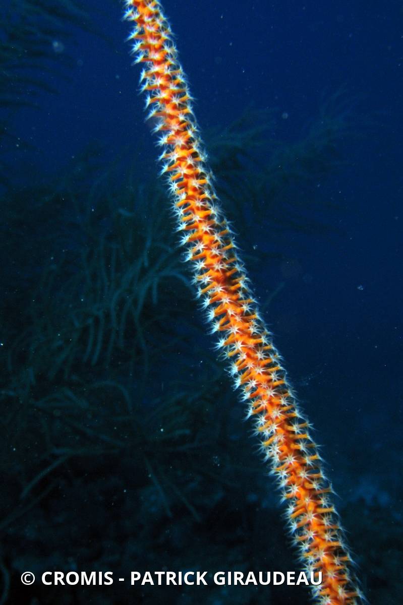 Gorgone fouet des Caraïbes