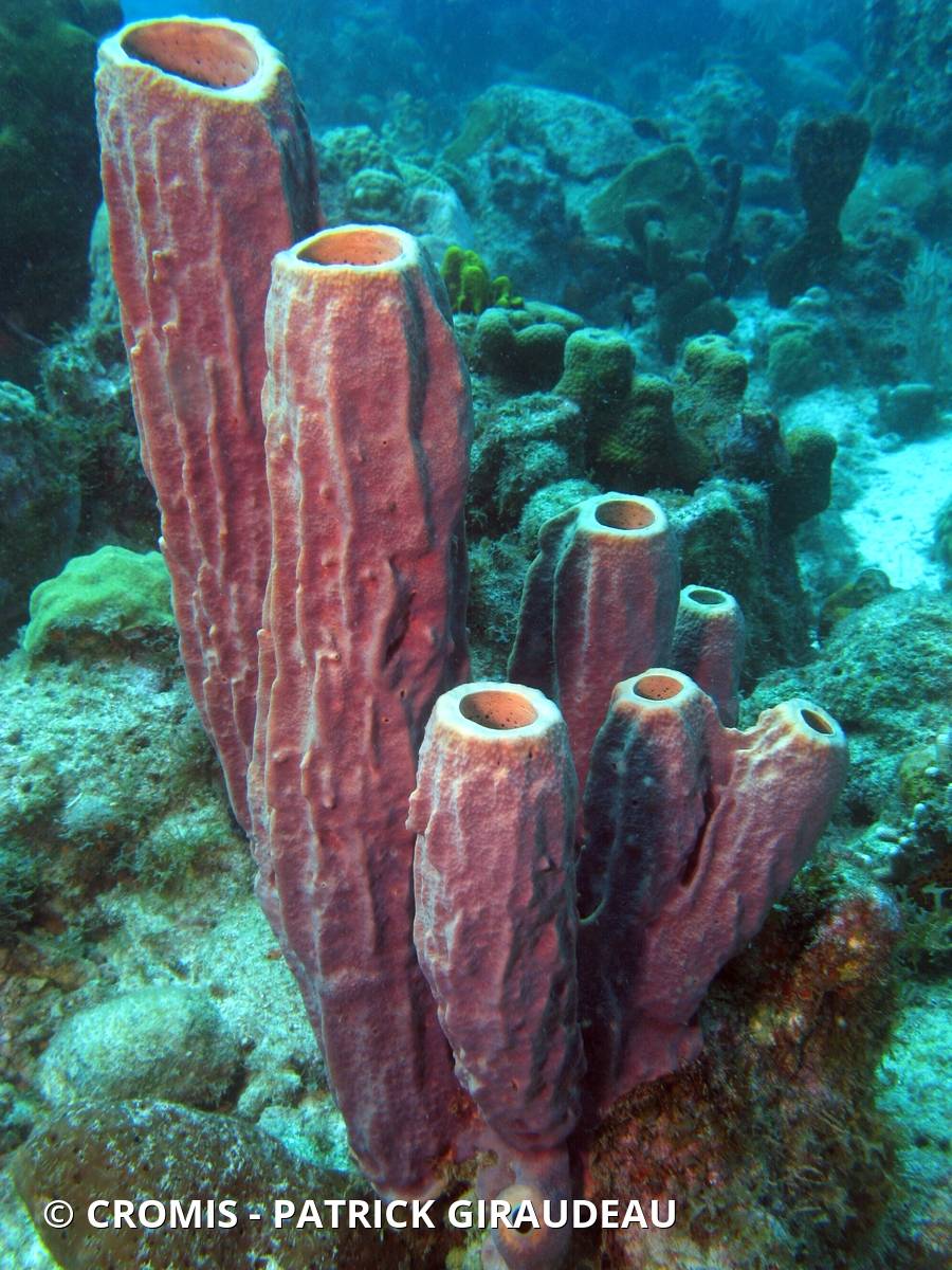Eponge tuyau rose