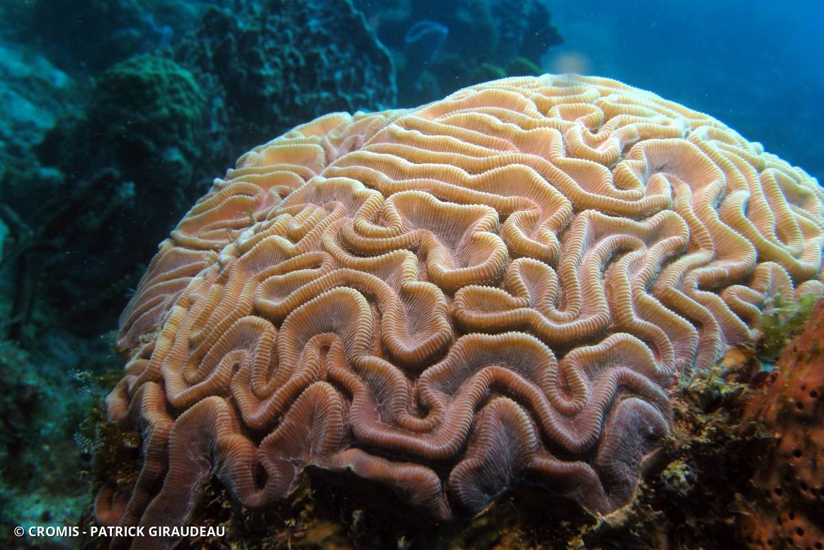 Corail cerveau de Neptune