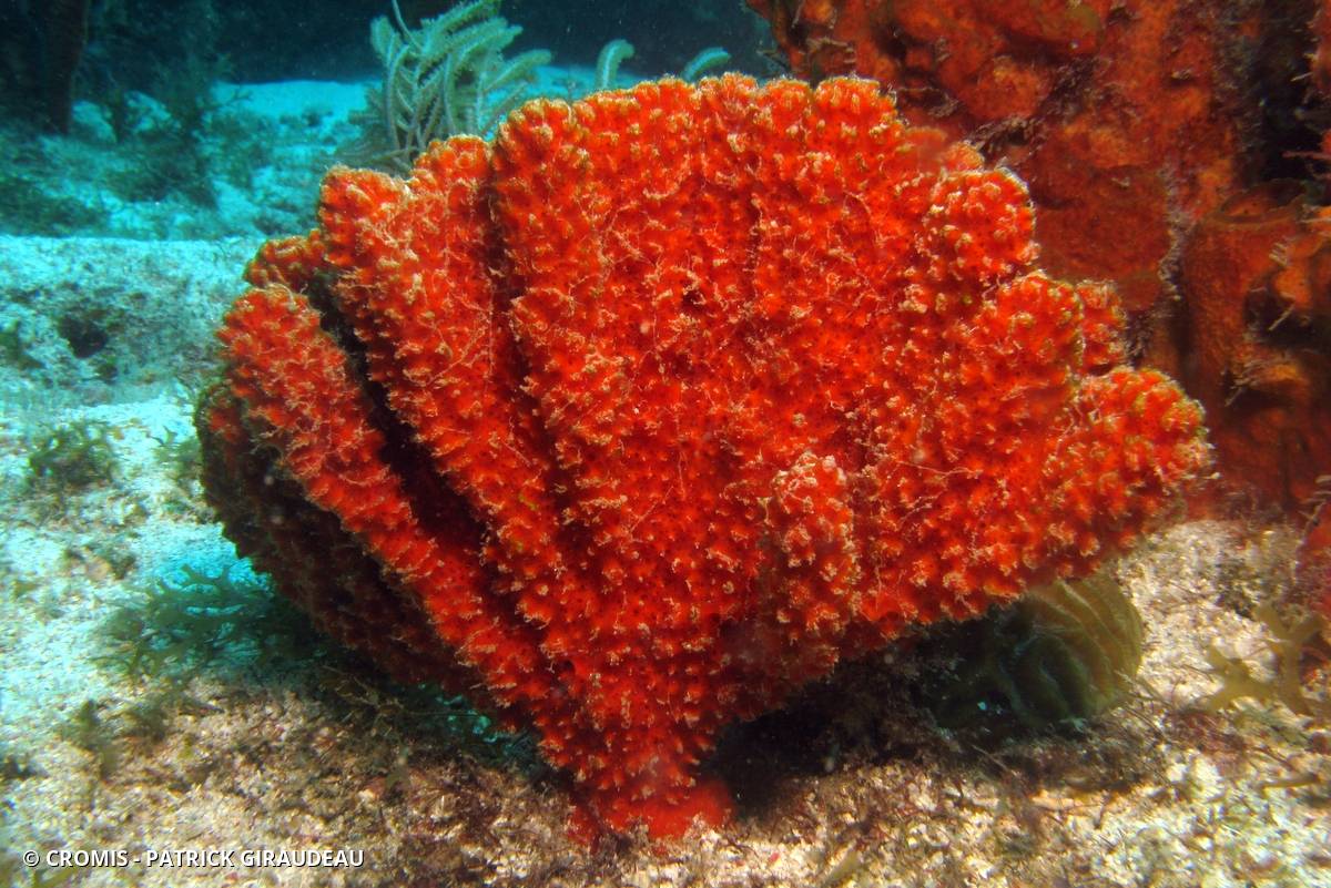 Eponge buisson orange