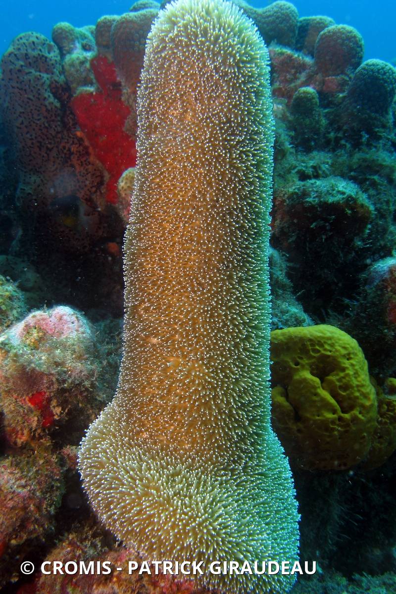 Corail cierge
