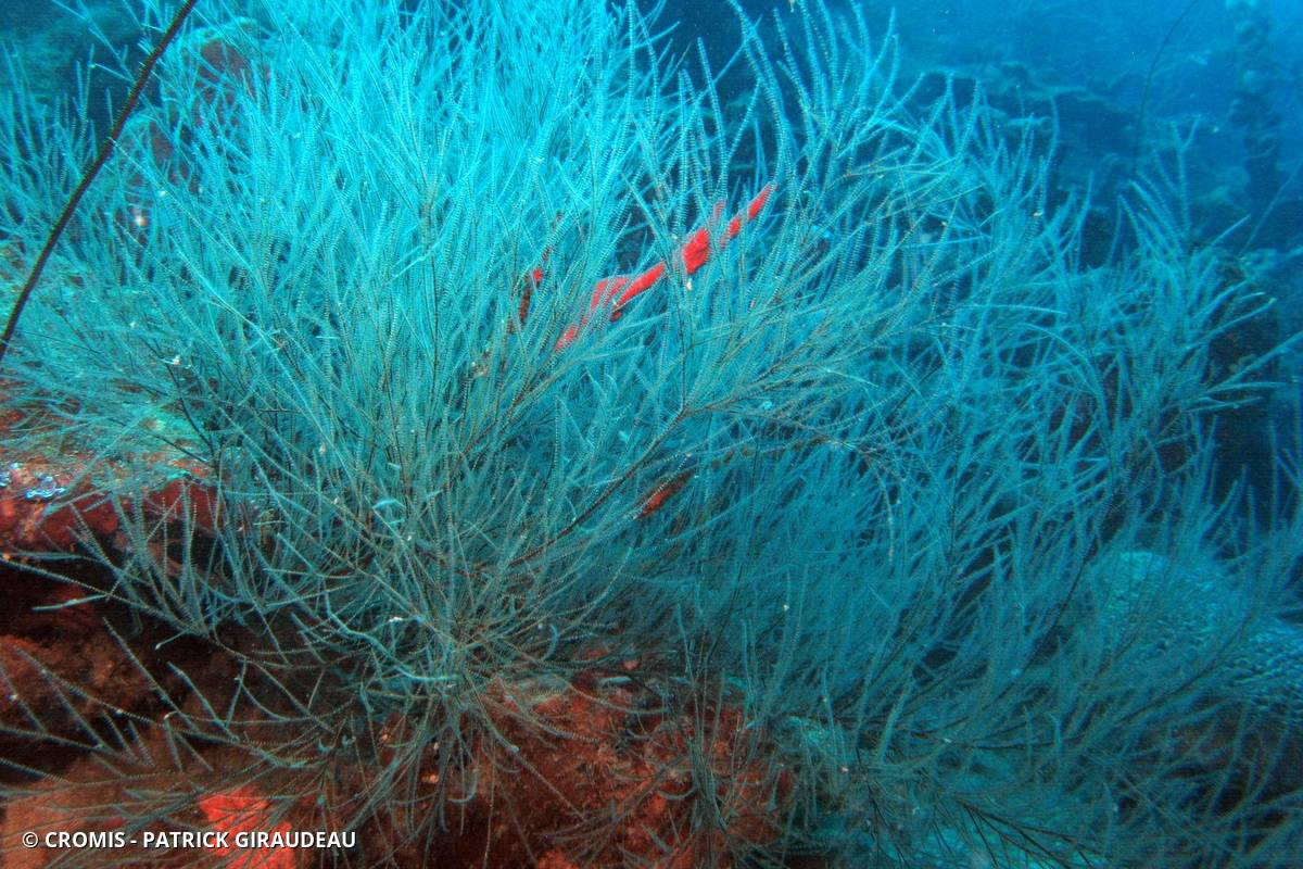 Corail noir tropical