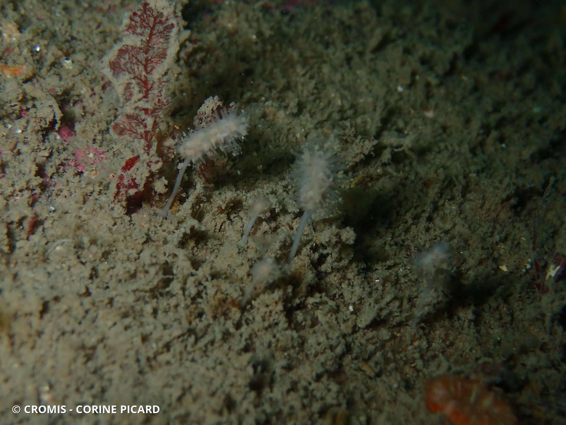 Eponge carnivore