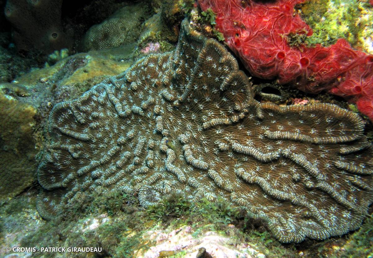 Corail cactus à bosses
